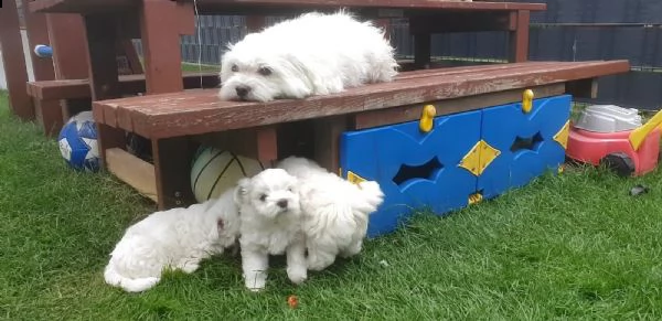 cucciolata di maltesi toy | Foto 0