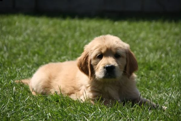 cuccioli di golden retriever con pedigree