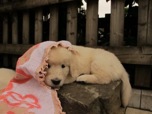 cuccioli di golden retriever con pedigree | Foto 6