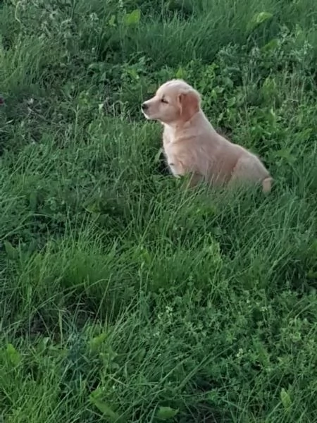 cuccioli di golden retriever con pedigree | Foto 5
