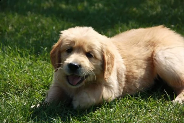 cuccioli di golden retriever con pedigree- | Foto 4