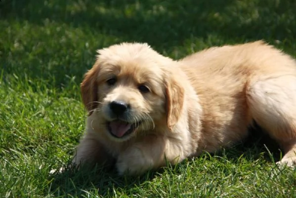 cuccioli di golden retriever con pedigree | Foto 4