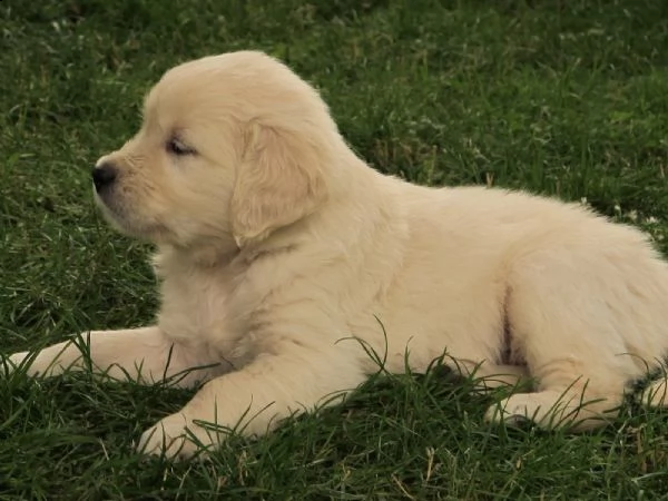 cuccioli di golden retriever con pedigree | Foto 3