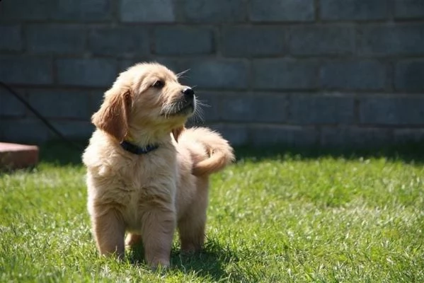 cuccioli di golden retriever con pedigree | Foto 2