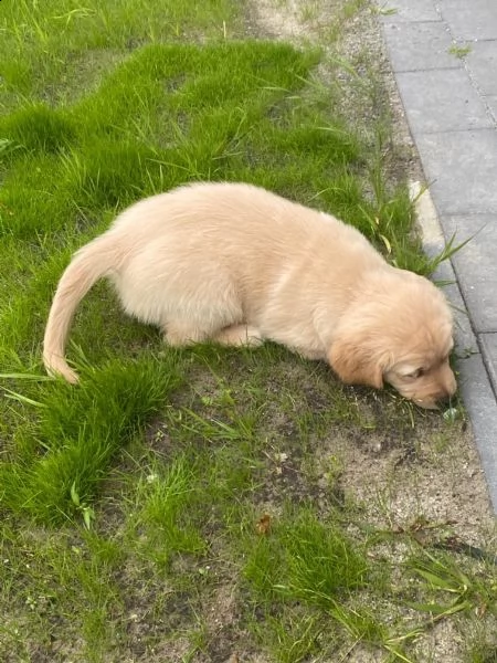 cuccioli di golden retriever con pedigree | Foto 1