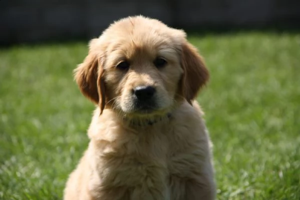 cuccioli di golden retriever con pedigree | Foto 0