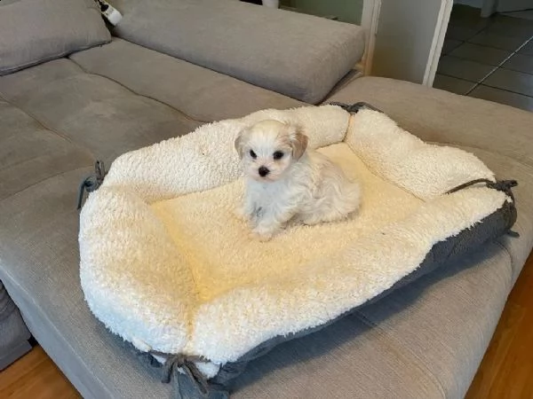 disponibile ulrimi cucciolo di maltese maschioe femmina | Foto 3