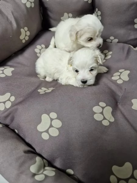 disponibile ulrimi cucciolo di maltese maschioe femmina | Foto 2