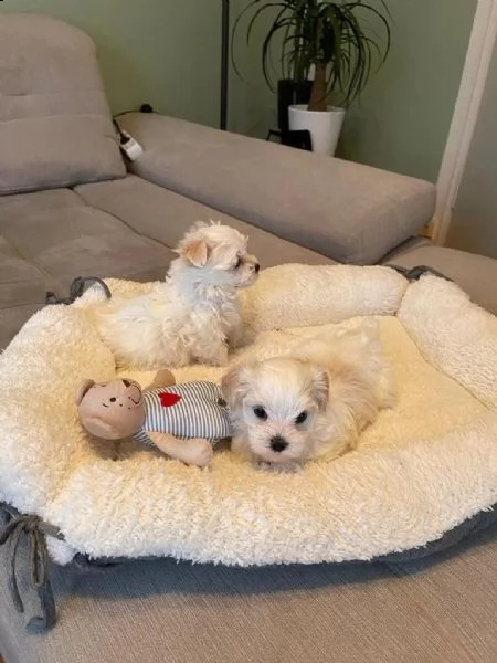 disponibile ulrimi cucciolo di maltese maschioe femmina | Foto 1
