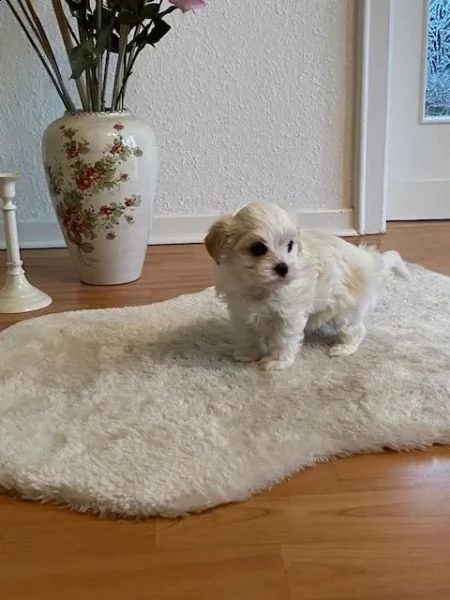 disponibile ulrimi cucciolo di maltese maschioe femmina | Foto 0