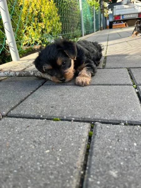 Belllissimi cuccioli di Yorkshire Terrier | Foto 3