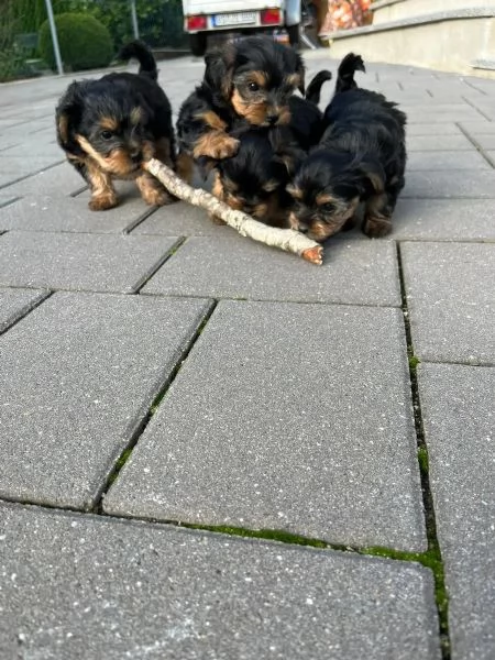 Belllissimi cuccioli di Yorkshire Terrier | Foto 1