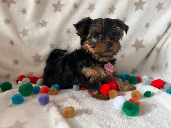 Belllissimi cuccioli di Yorkshire Terrier | Foto 0