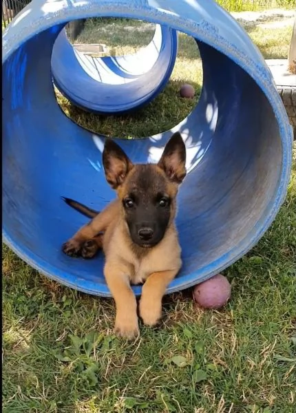 Cuccioli di Pastore belga Malinois | Foto 0