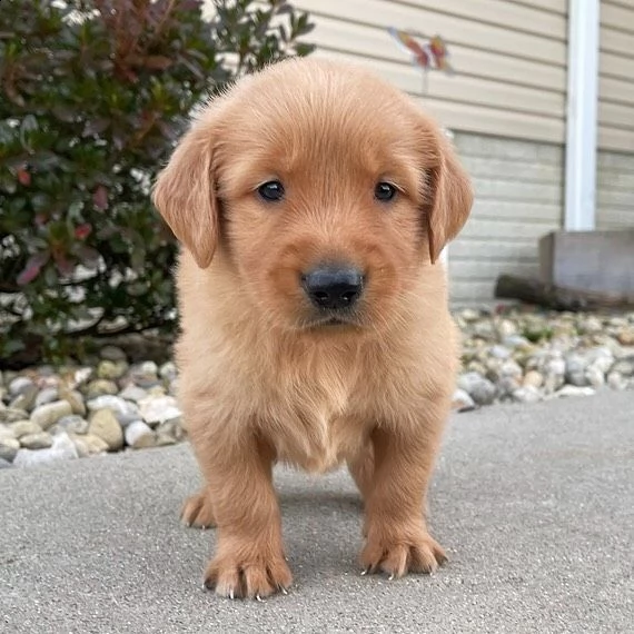 regalo golden retriever  cuccioli con pedigree