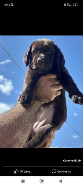 cucciolo di labrador retriever cioccolato pedigree enci 