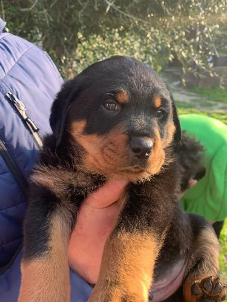 cuccioli di rottweiler 