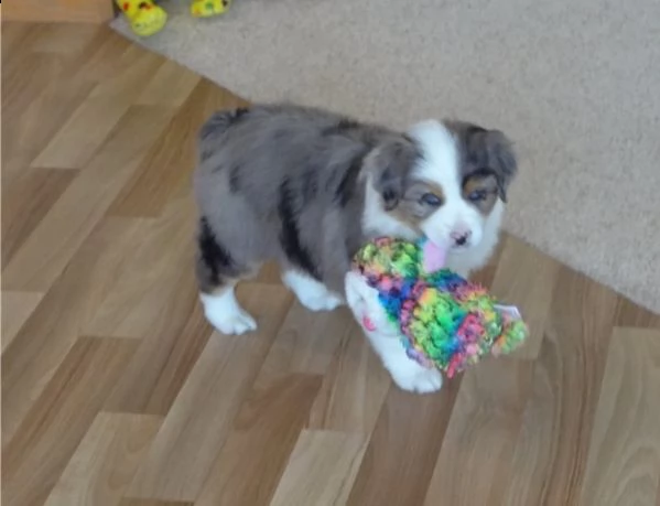 cuccioli di australian shepherd | Foto 0