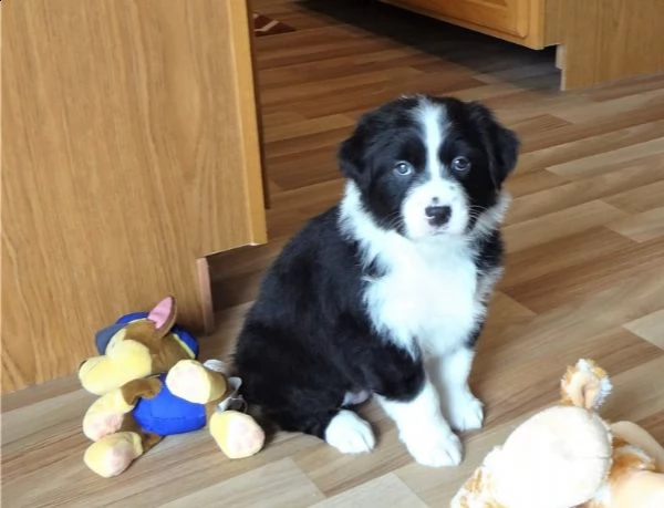cuccioli di australian shepherd