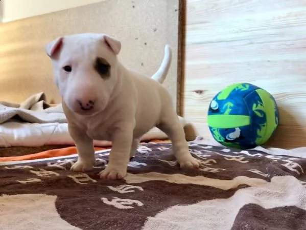 cuccioli bull terrier | Foto 0