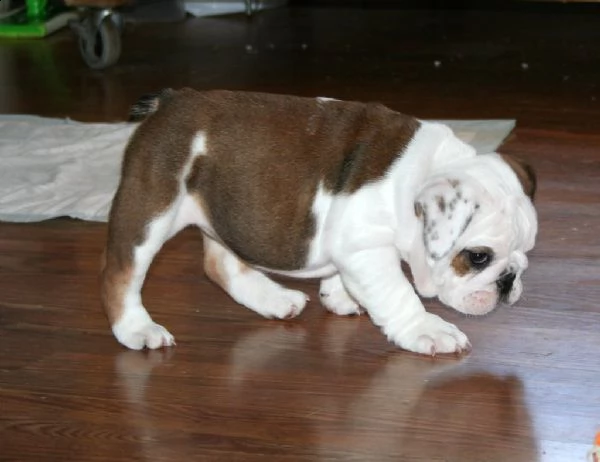 cuccioli di bulldog inglese  | Foto 0