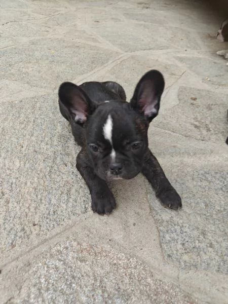 Cuccioli Bulldog francese | Foto 2
