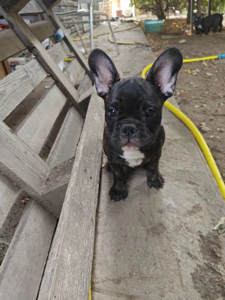 CUCCIOLI DI BULLFOG FRANCESE | Foto 5