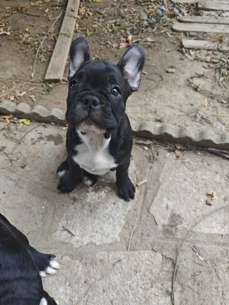 CUCCIOLI DI BULLFOG FRANCESE | Foto 2