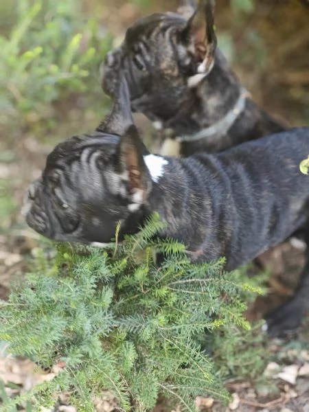 CUCCIOLI DI BULLFOG FRANCESE | Foto 0
