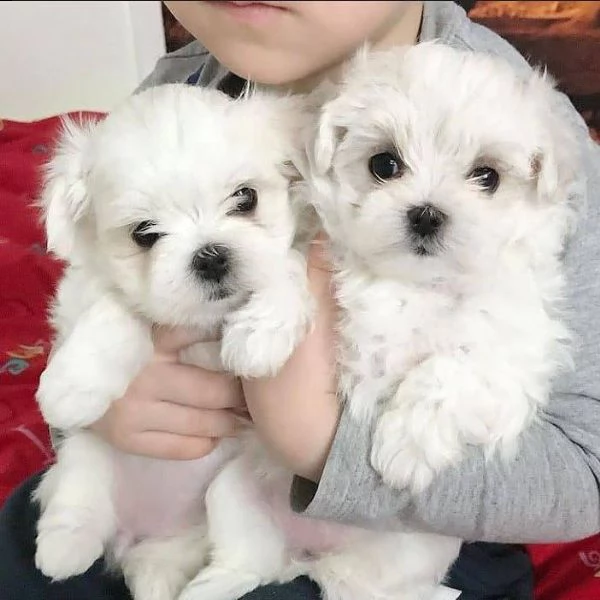 regalo adorabili cuccioli maltese   bianco femminucce e maschietti disponibili
