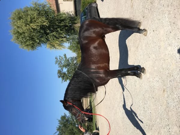 vendo pre | Foto 1