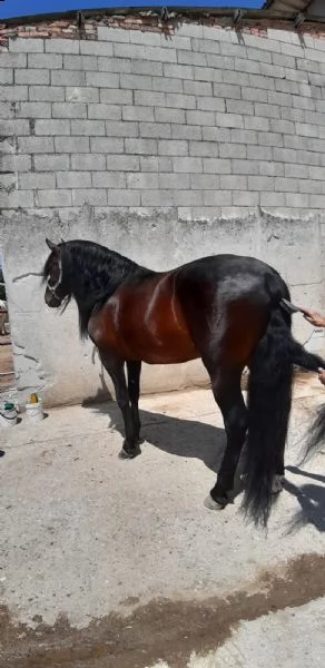 vendo pre | Foto 0