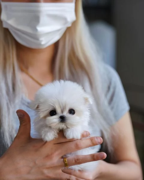  bellissimi cuccioli di maltese toy