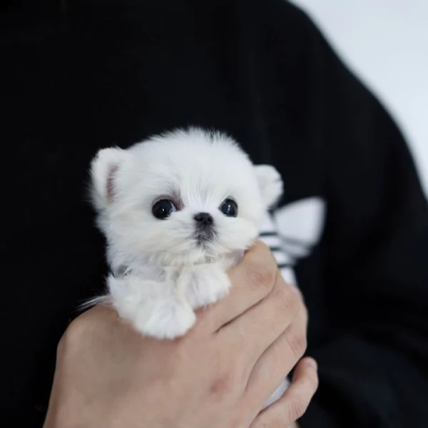  bellissimi cuccioli di maltese toy | Foto 0