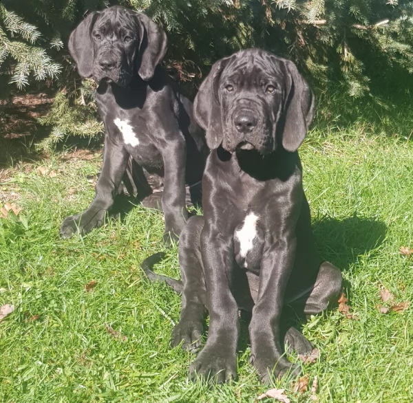 cuccioli alano nero femmine pedigree enci