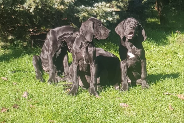 cuccioli alano nero femmine pedigree enci | Foto 2