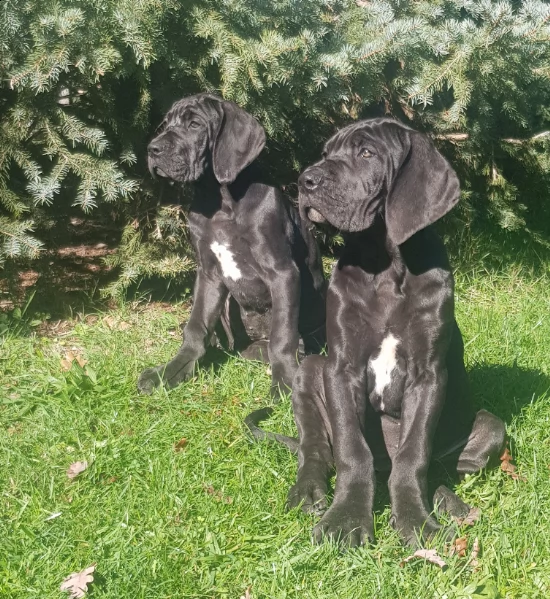 cuccioli alano nero femmine pedigree enci | Foto 1