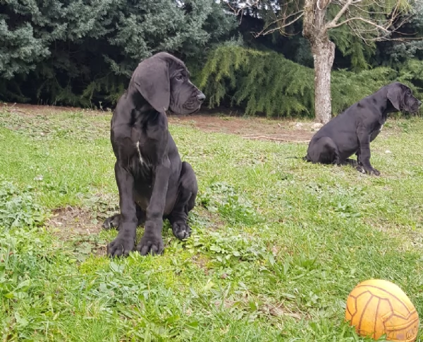 cuccioli alano nero femmine pedigree enci | Foto 0