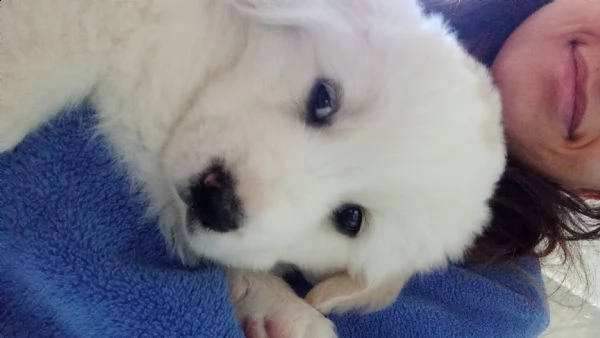 cucciolo di circa 2 mesi.  | Foto 1
