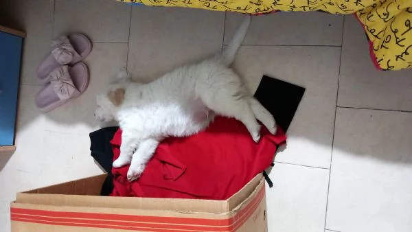 cucciolo di circa 2 mesi.  | Foto 0