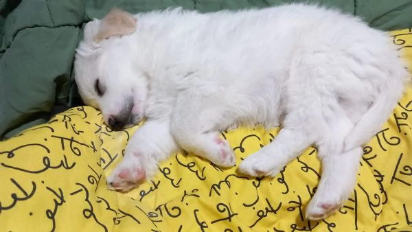 cucciolo di circa 2 mesi. 