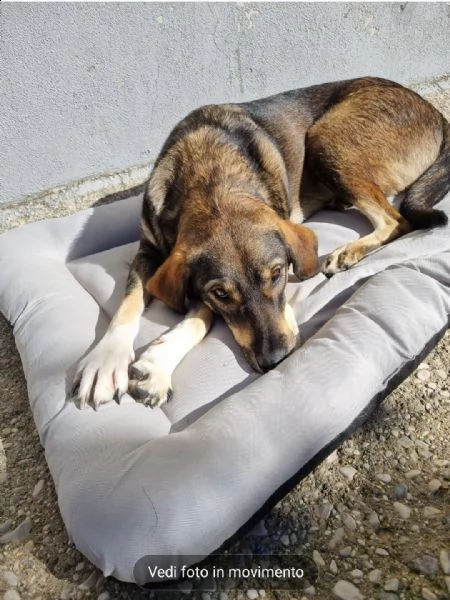 lola circa 3 anni dolcissima 