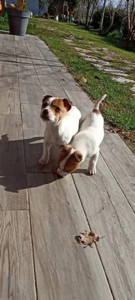 cuccioli femmine jack russell | Foto 2