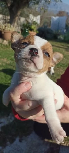 cuccioli femmine jack russell | Foto 1