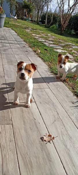 cuccioli femmine jack russell | Foto 0