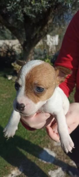 cuccioli femmine jack russell