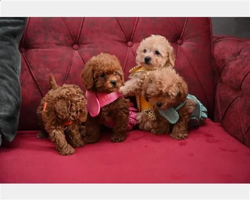 barboncino toy red pedigree enci | Foto 3