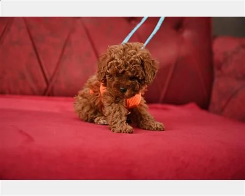 barboncino toy red pedigree enci | Foto 1