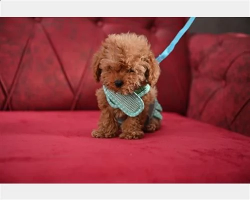 barboncino toy red pedigree enci | Foto 0