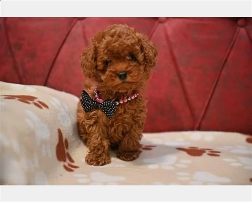 barboncino toy red pedigree enci